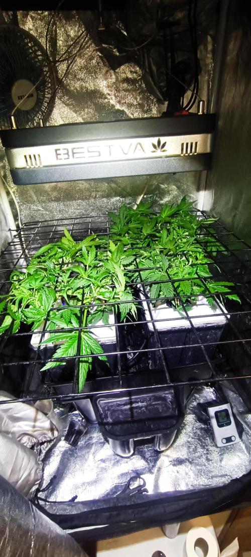 French Eternity Grow Cup 2026. Week 4 - Jour 24