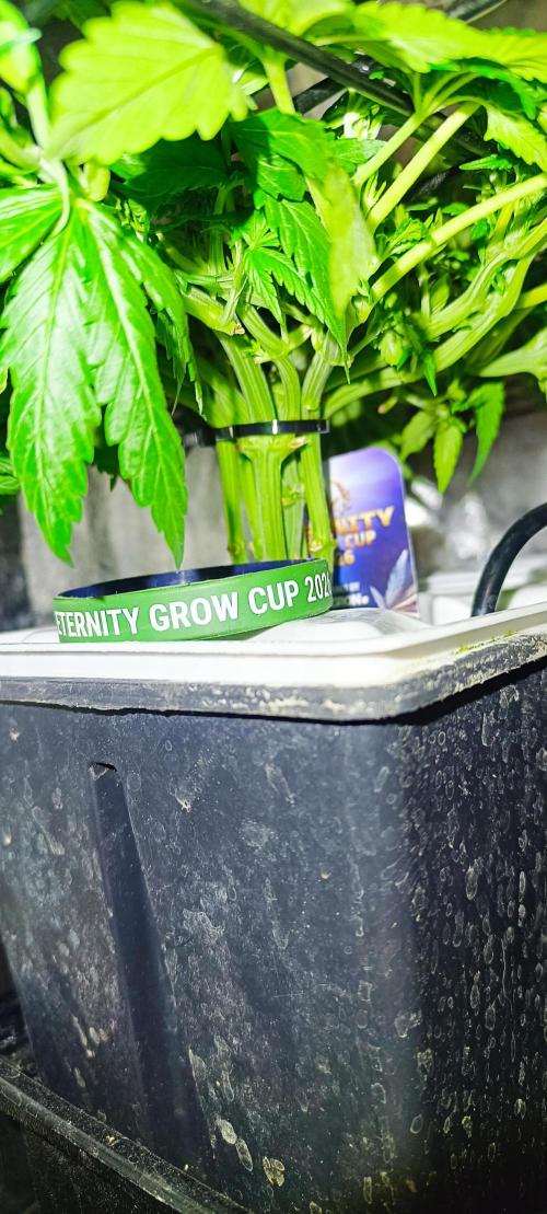 French Eternity Grow Cup 2026. Week 4 - Jour 24