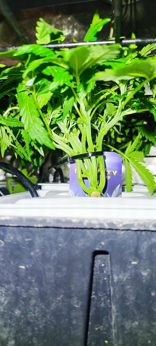 French Eternity Grow Cup 2026. Week 4 - Jour 24