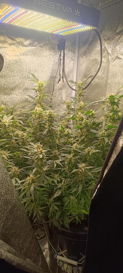 Frosted guava vs Lemon Cherry Gelato. Week 8