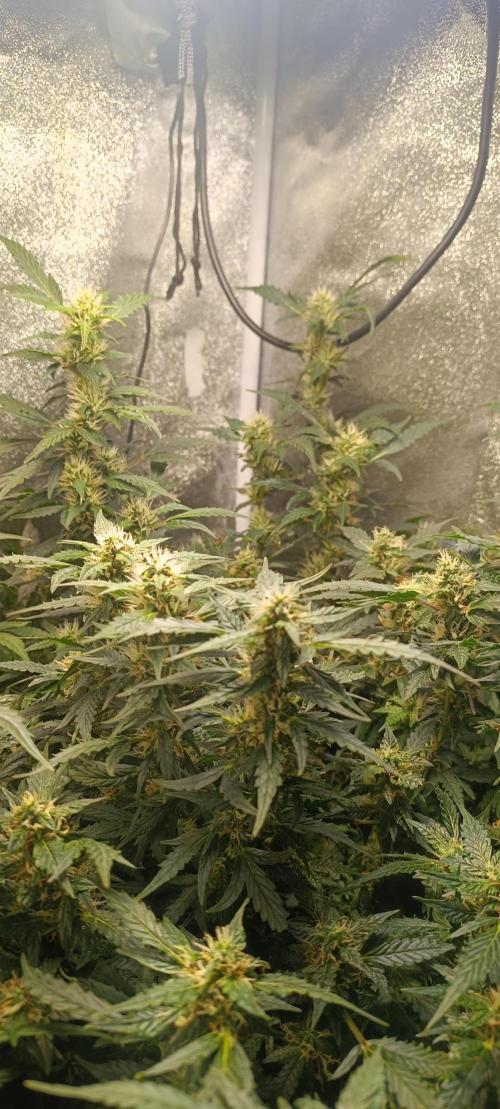 Frosted guava vs Lemon Cherry Gelato. Week 8