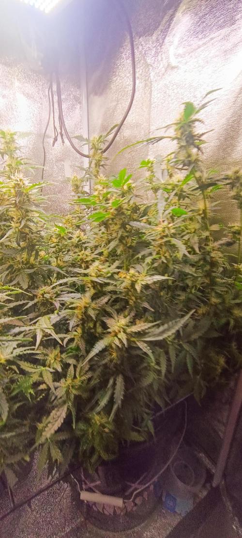 Frosted guava vs Lemon Cherry Gelato. Week 8