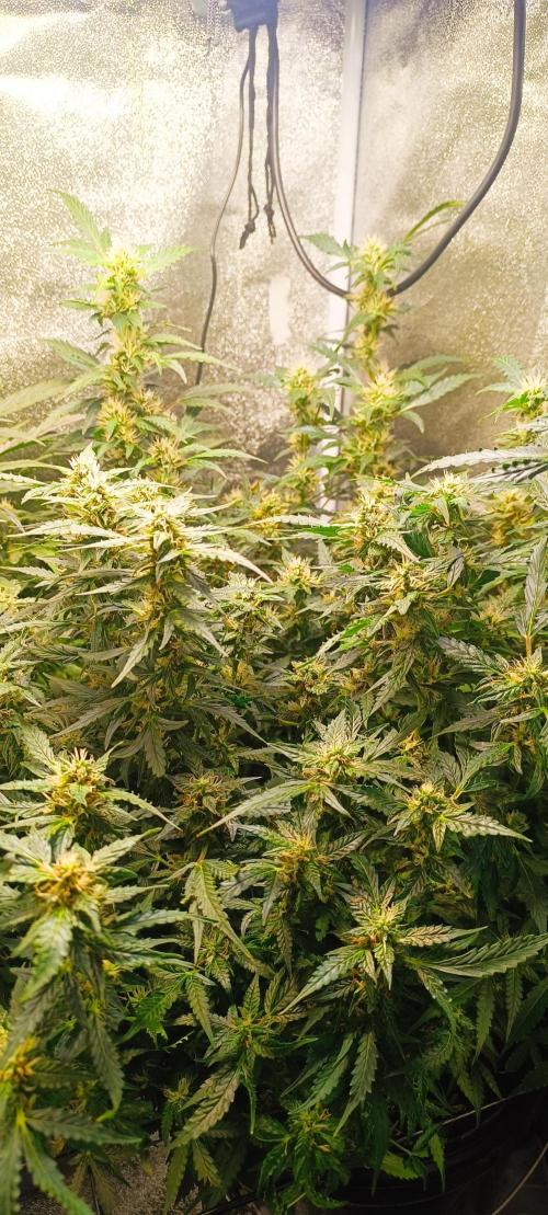 Frosted guava vs Lemon Cherry Gelato. Week 8