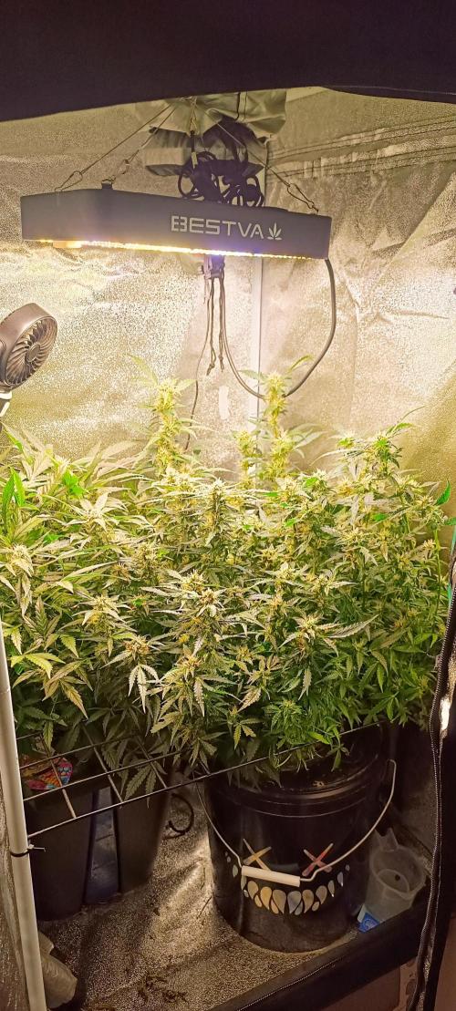 Frosted guava vs Lemon Cherry Gelato. Week 8