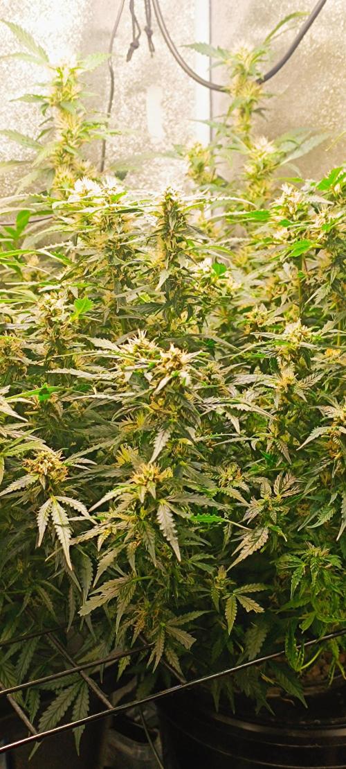 Frosted guava vs Lemon Cherry Gelato. Week 8