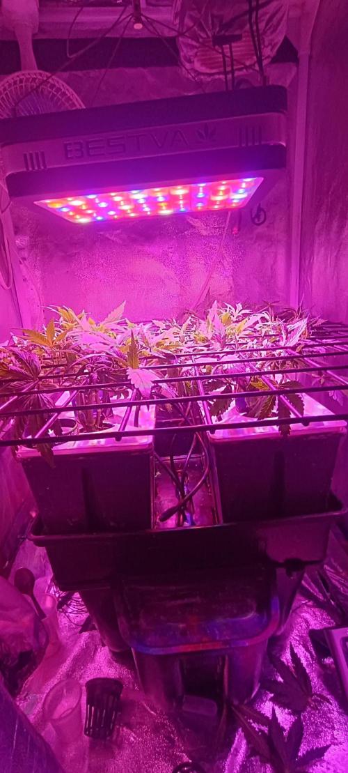 French Eternity Grow Cup 2026. Week 4 - Jour 25