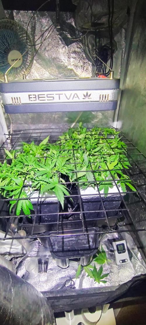 French Eternity Grow Cup 2026. Week 4 - Jour 25