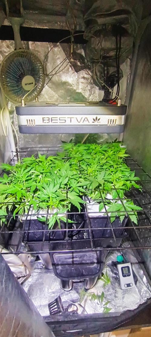 French Eternity Grow Cup 2026. Week 4 - Jour 26