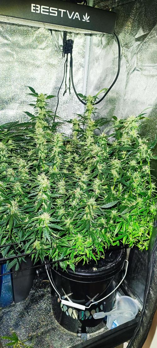 Frosted guava vs Lemon Cherry Gelato. Week 8