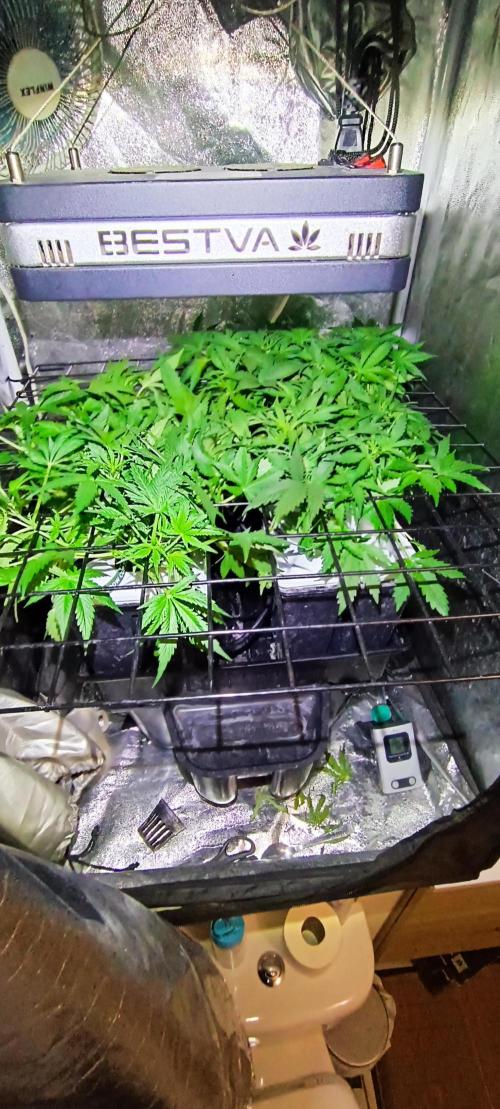 French Eternity Grow Cup 2026. Week 4 - Jour 27