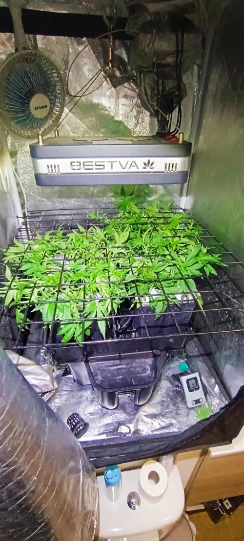 French Eternity Grow Cup 2026. Week 4 - Jour 27