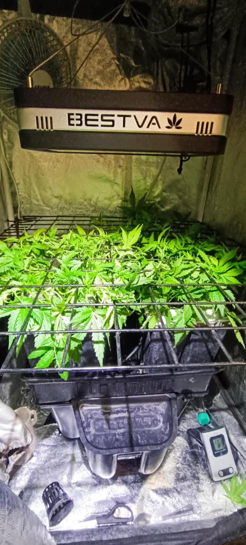 French Eternity Grow Cup 2026. Week 4 - Jour 27