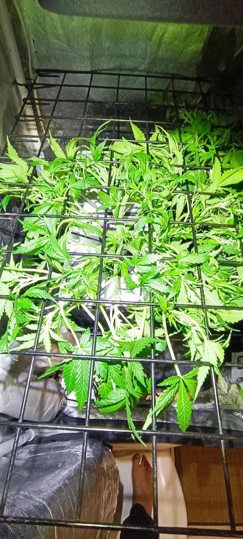 French Eternity Grow Cup 2026. Week 4 - Jour 27