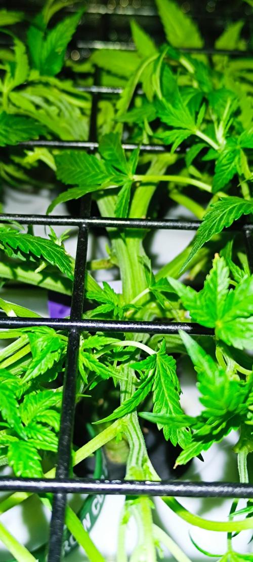 French Eternity Grow Cup 2026. Week 4 - Jour 27