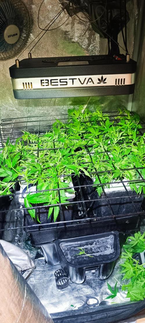 Hydro Aero French Eternity Grow Cup 2026. Week 5 - Jour 28
