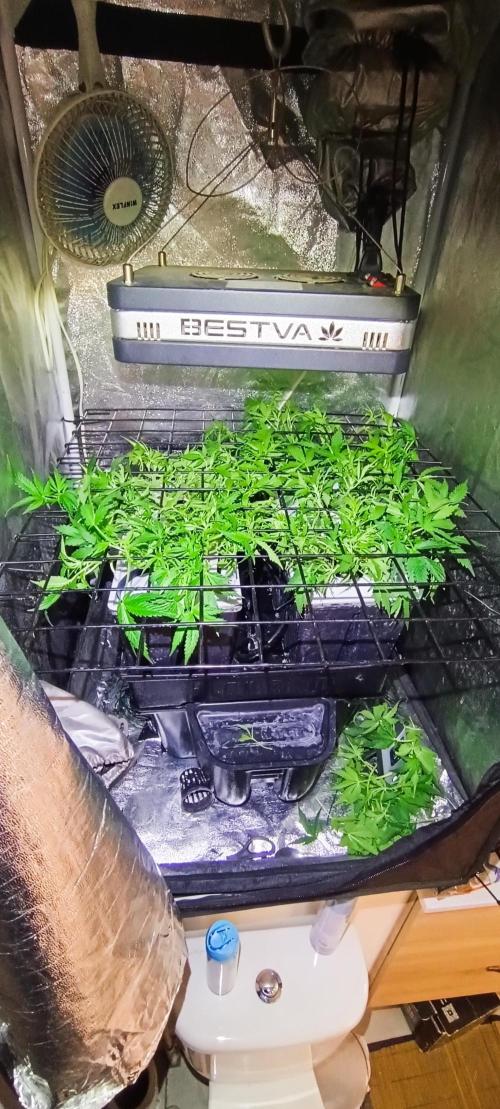Hydro Aero French Eternity Grow Cup 2026. Week 5 - Jour 28