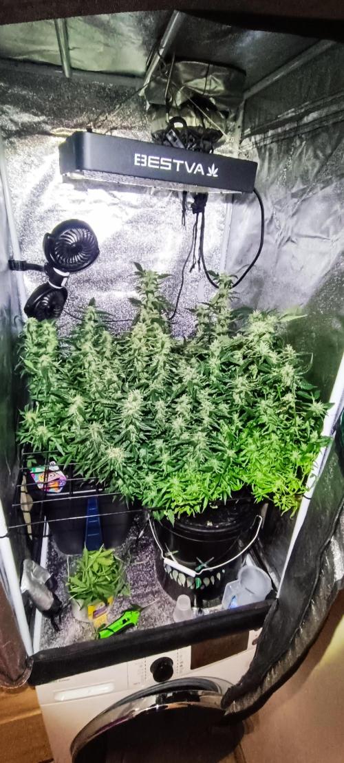 Frosted guava vs Lemon Cherry Gelato. Week 8