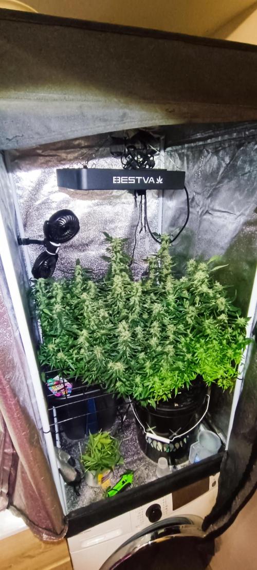 Frosted guava vs Lemon Cherry Gelato. Week 8