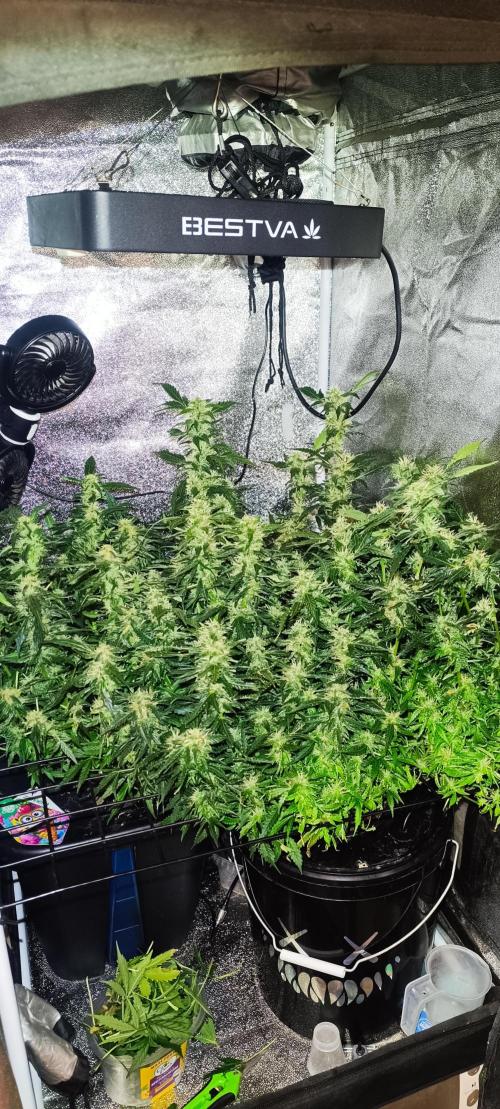 Frosted guava vs Lemon Cherry Gelato. Week 8