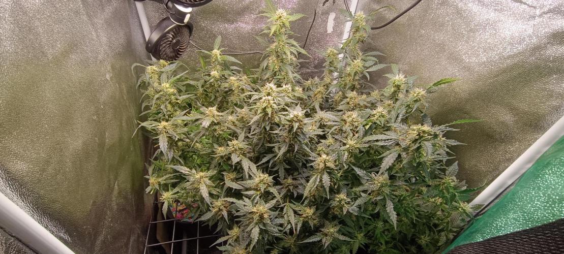 Frosted guava vs Lemon Cherry Gelato. Week 8