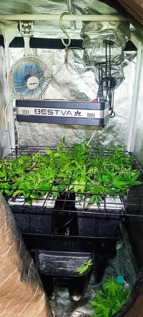 Hydro Aero French Eternity Grow Cup 2026. Week 5 - Jour 29