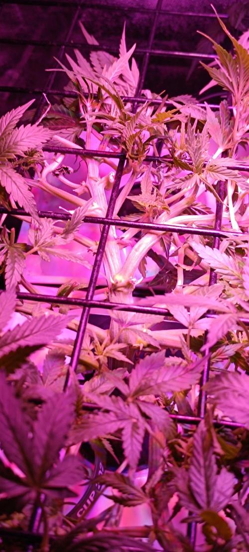 Hydro Aero French Eternity Grow Cup 2026. Week 5 - Jour 29