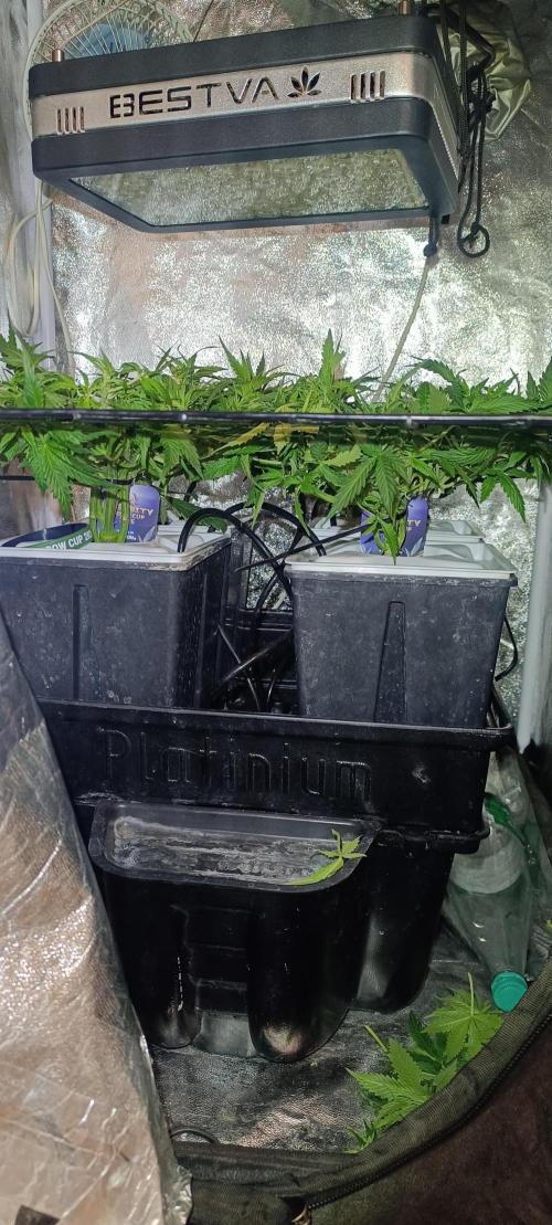 Hydro Aero French Eternity Grow Cup 2026. Week 5 - Jour 29