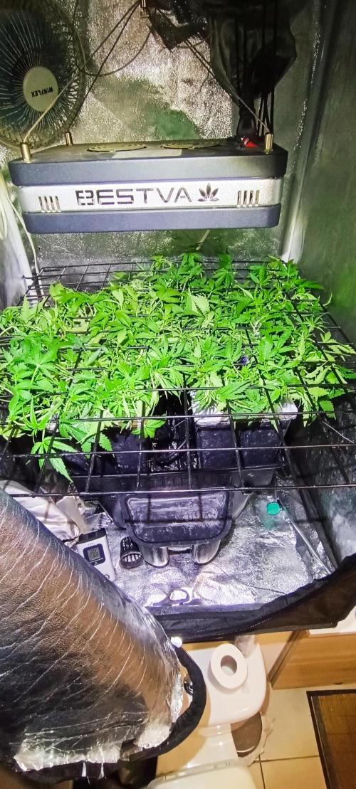 Hydro Aero French Eternity Grow Cup 2026. Week 5 - Jour 30
