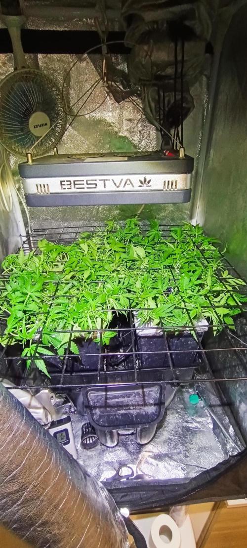 Hydro Aero French Eternity Grow Cup 2026. Week 5 - Jour 30
