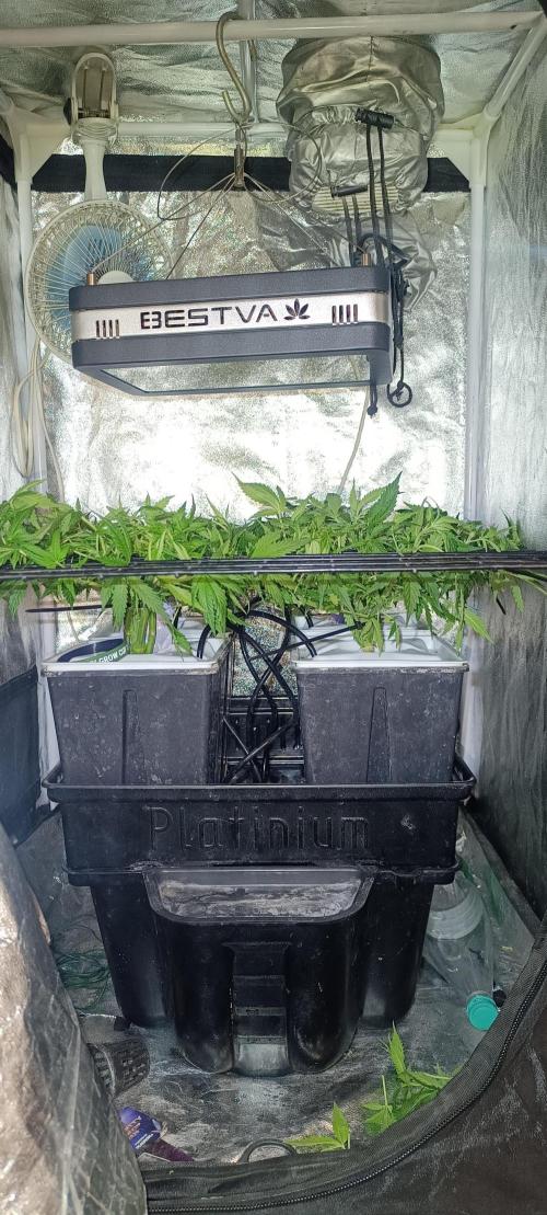 Hydro Aero French Eternity Grow Cup 2026. Week 5 - Jour 31
1 mars