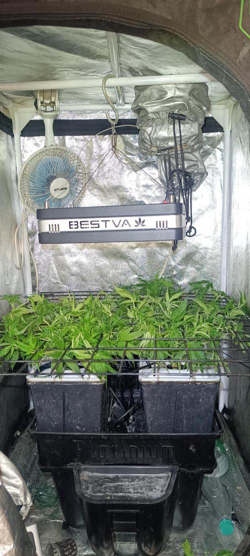 Hydro Aero French Eternity Grow Cup 2026. Week 5 - Jour 31
1 mars 