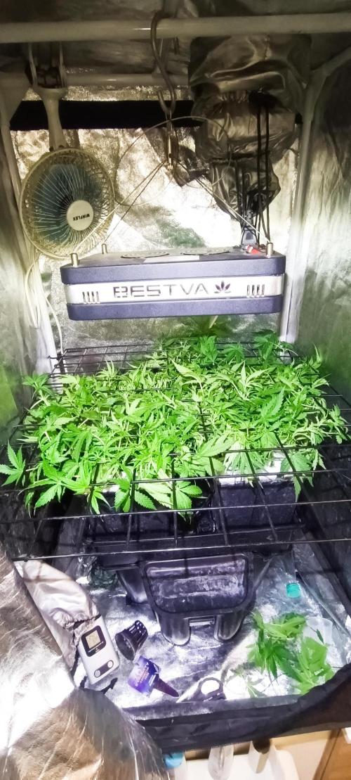 Hydro Aero French Eternity Grow Cup 2026. Week 5 - Jour 31
1 mars