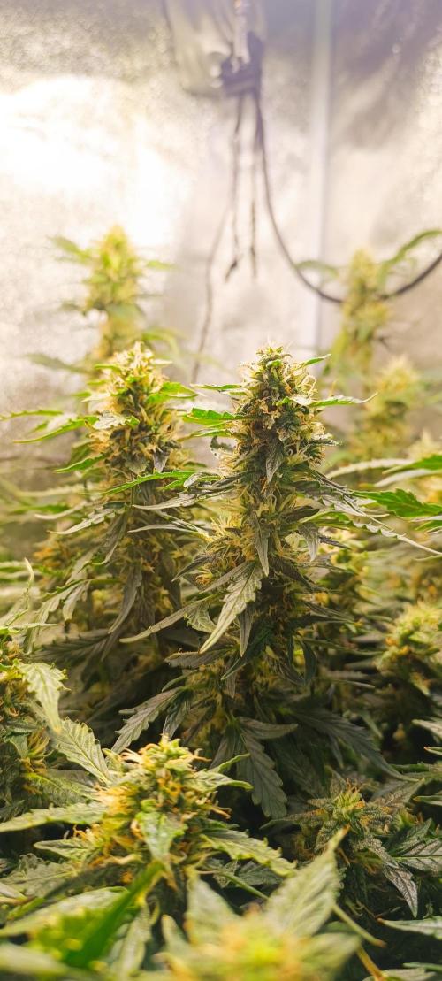 Frosted guava vs Lemon Cherry Gelato. Week 8