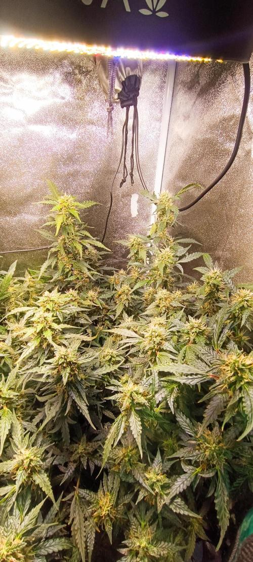 Frosted guava vs Lemon Cherry Gelato. Week 8