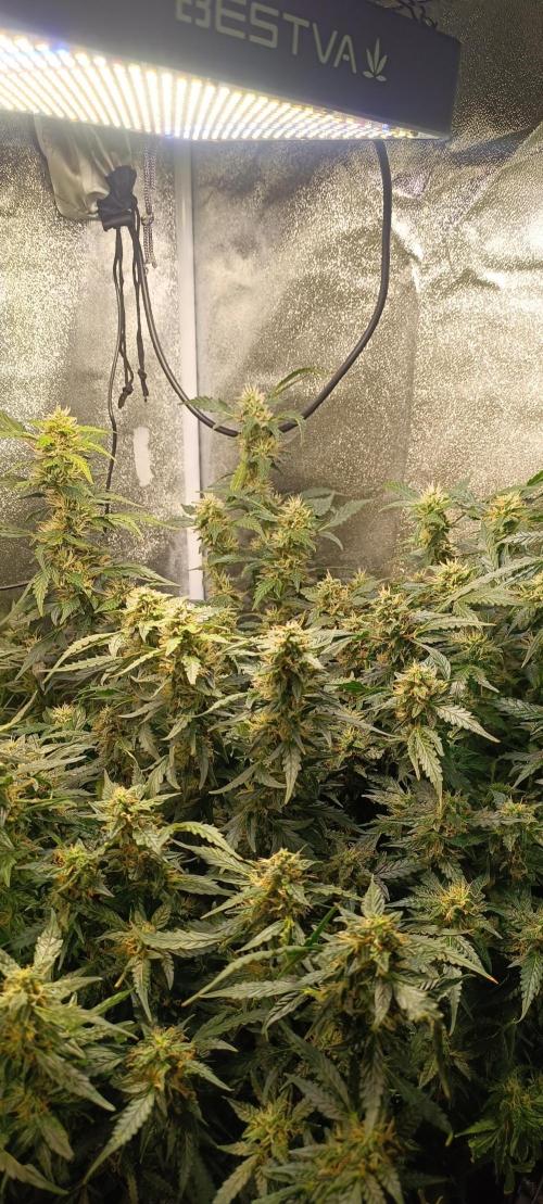 Frosted guava vs Lemon Cherry Gelato. Week 8