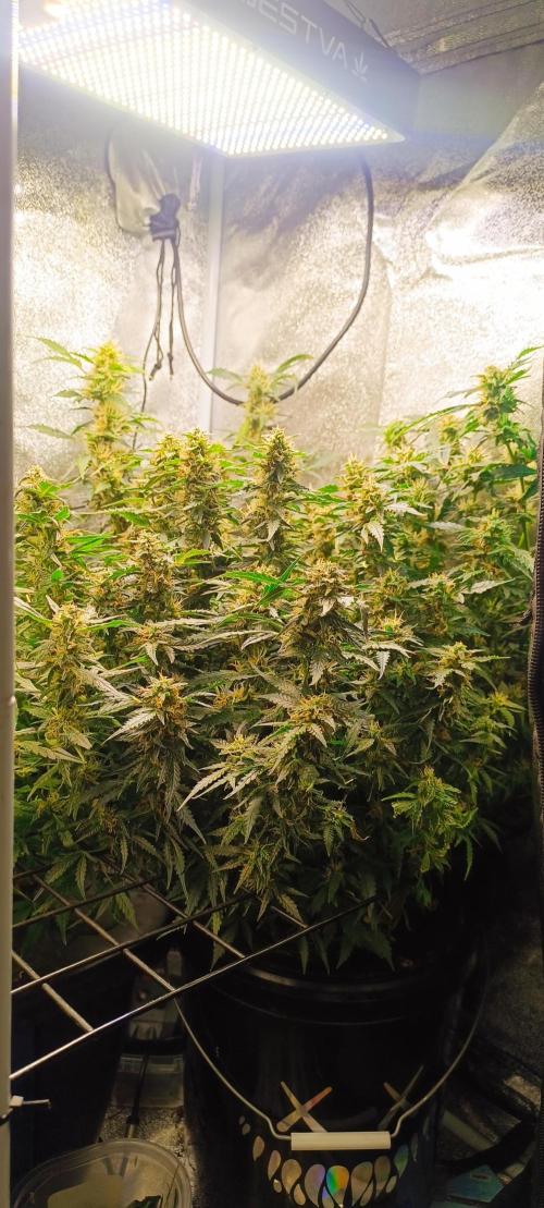 Frosted guava vs Lemon Cherry Gelato. Week 8