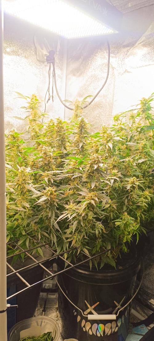 Frosted guava vs Lemon Cherry Gelato. Week 8