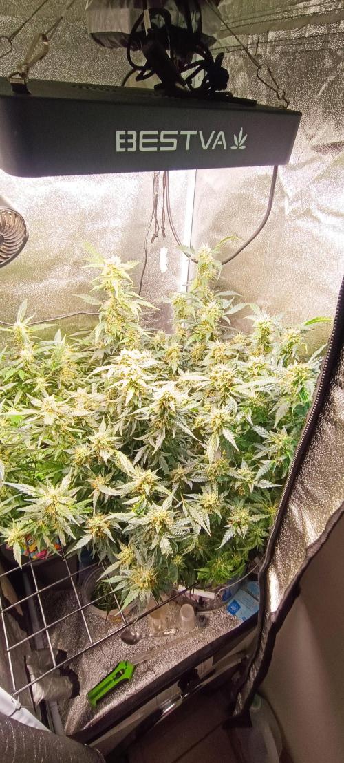 Frosted guava vs Lemon Cherry Gelato. Week 8
