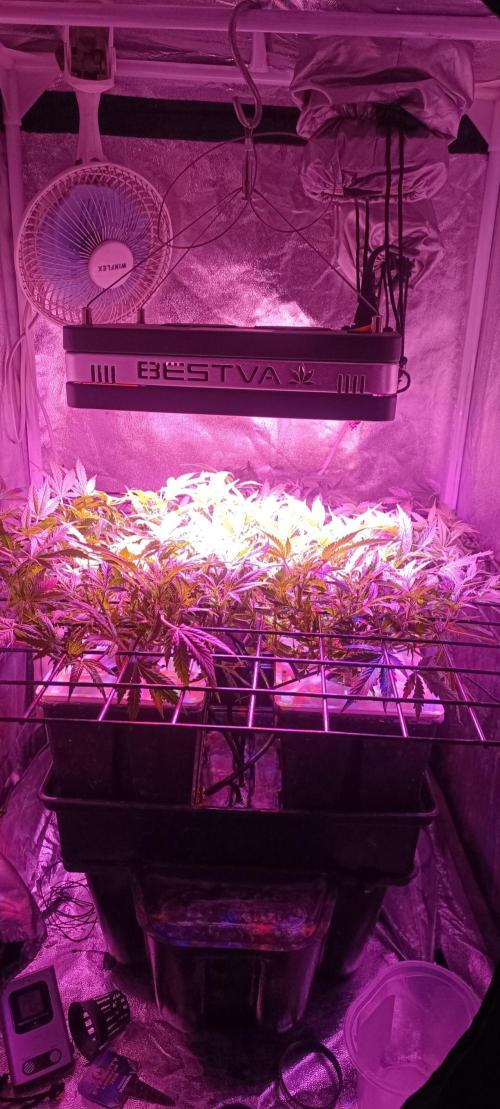 Hydro Aero French Eternity Grow Cup 2026. Week 5 - Jour 32 
2 mars