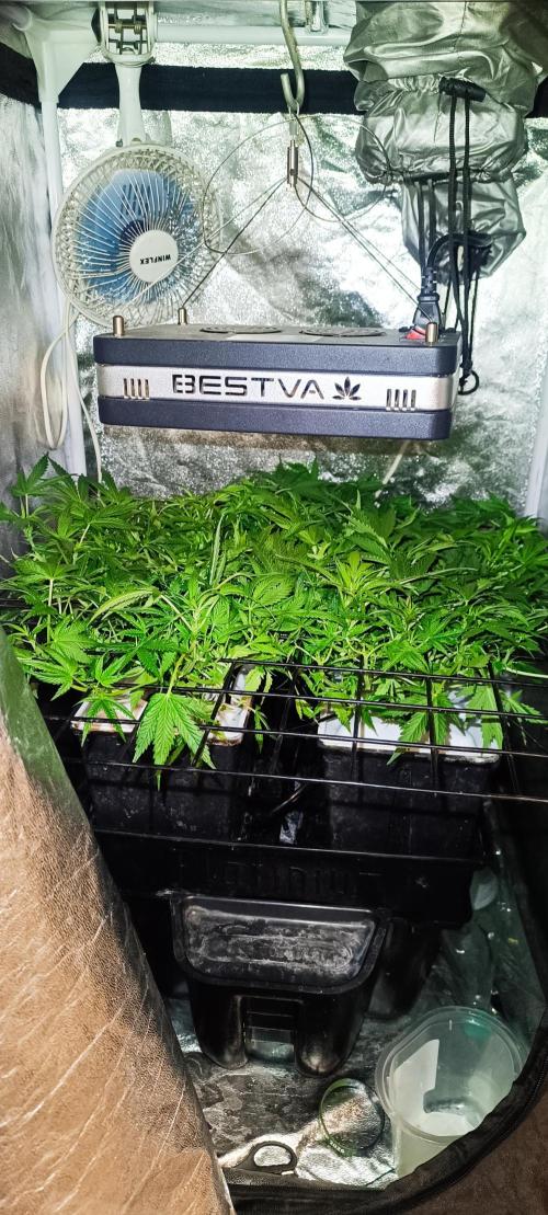 Hydro Aero French Eternity Grow Cup 2026. Week 5 - Jour 33 
3 mars