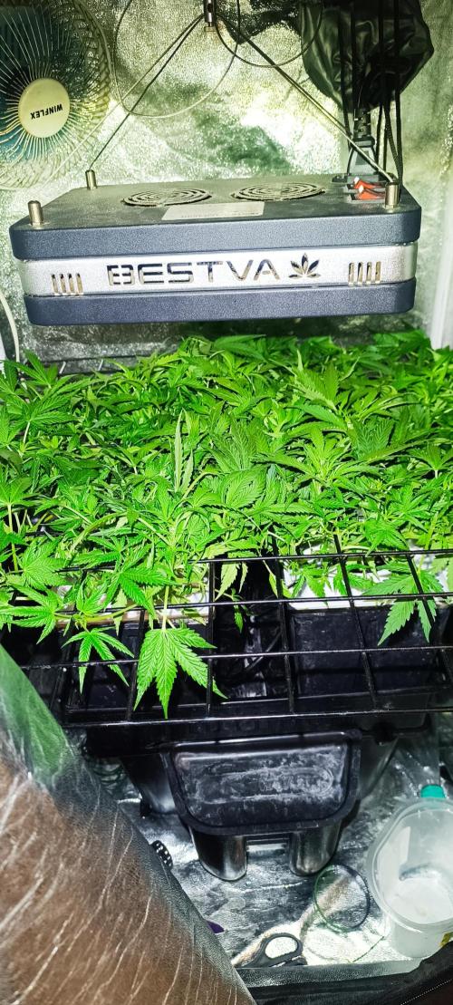 Hydro Aero French Eternity Grow Cup 2026. Week 5 - Jour 33 
3 mars