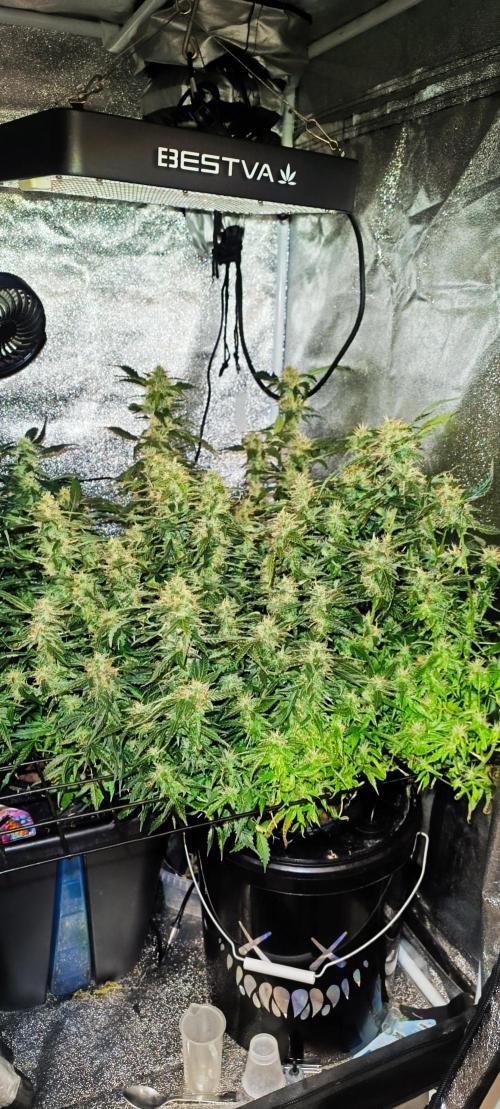 Frosted guava vs Lemon Cherry Gelato. Week 9