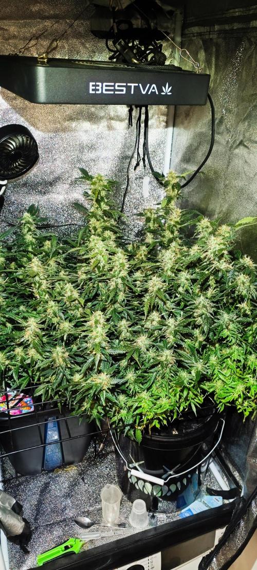 Frosted guava vs Lemon Cherry Gelato. Week 9