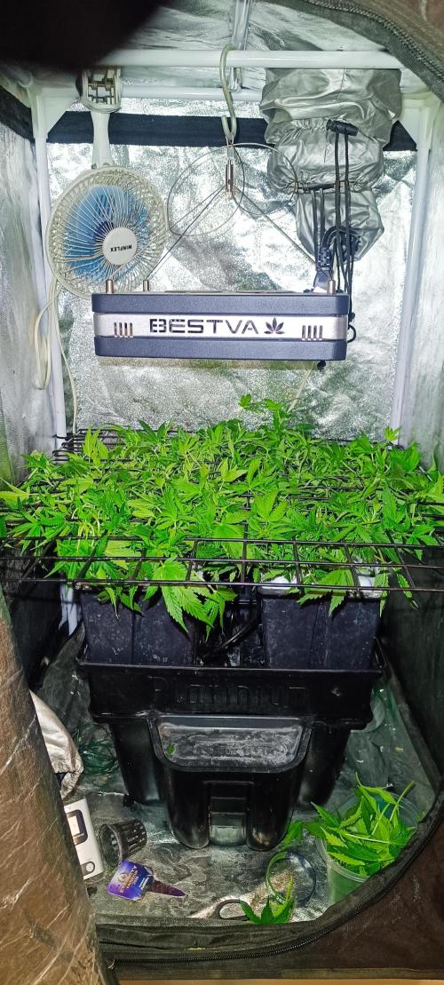 Hydro Aero French Eternity Grow Cup 2026. Week 5 - Jour 33 
3 mars