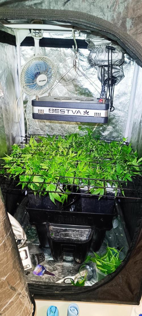 Hydro Aero French Eternity Grow Cup 2026. Week 5 - Jour 33 
3 mars