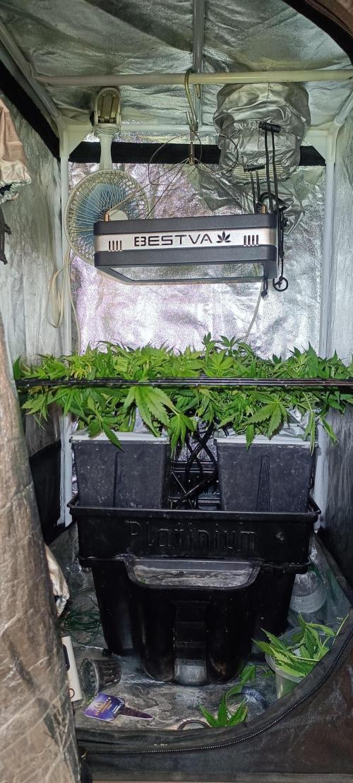Hydro Aero French Eternity Grow Cup 2026. Week 5 - Jour 33 
3 mars