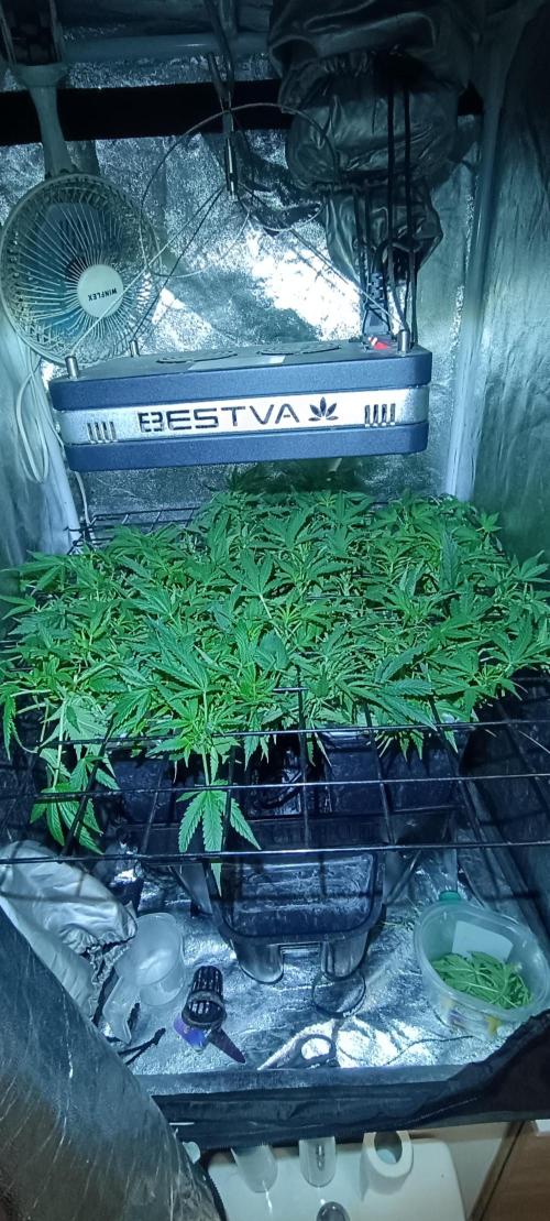Hydro Aero French Eternity Grow Cup 2026. Week 5 - Jour 34
4 mars