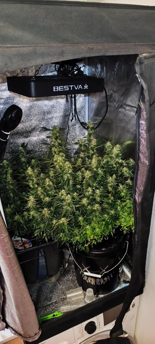 Frosted guava vs Lemon Cherry Gelato. Week 9