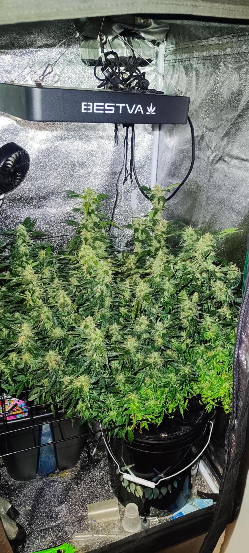 Frosted guava vs Lemon Cherry Gelato. Week 9 - 5 mars