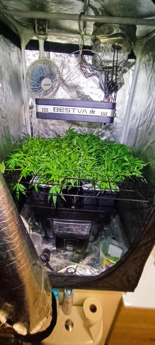 Hydro Aero French Eternity Grow Cup 2026. Week 5 - Jour 35